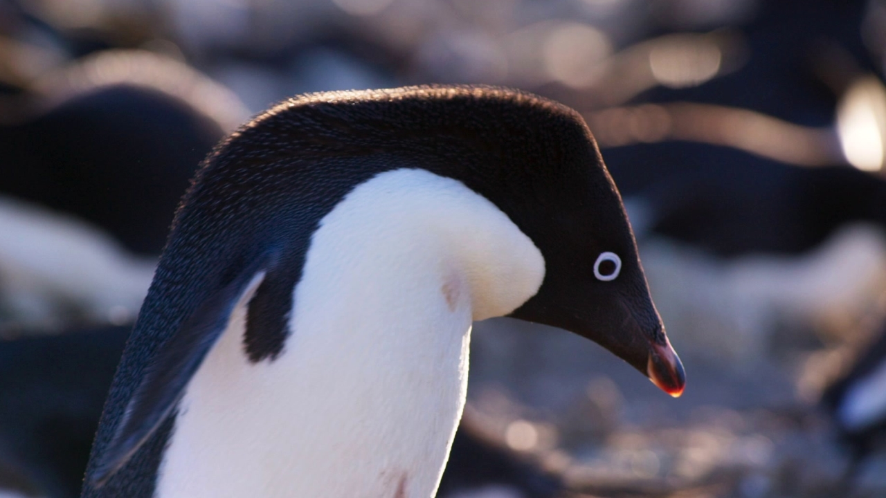 Penguins: Sharing Duties