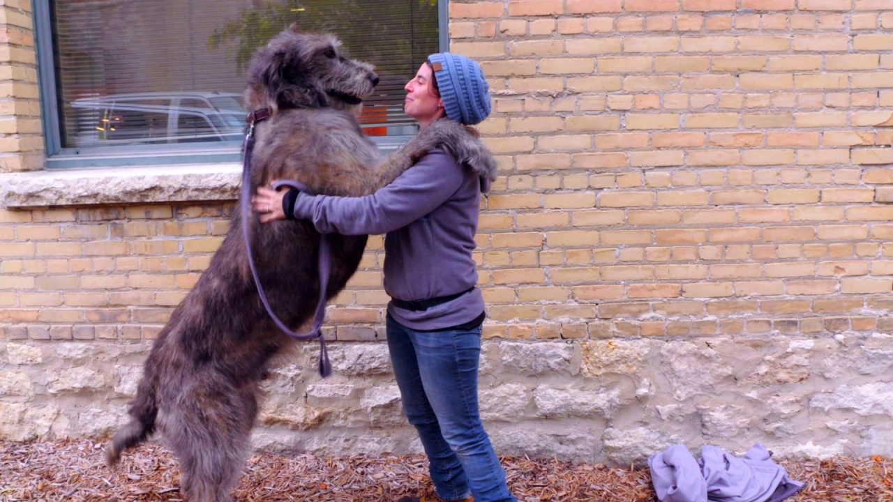 A Dog's Journey: The Cameron Chronicles (Featurette)