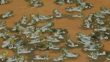 Manda Bala: Frog Farm