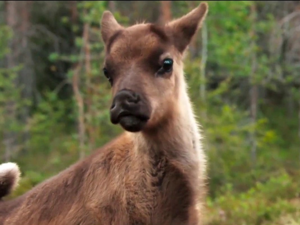 приключение олененка 2018