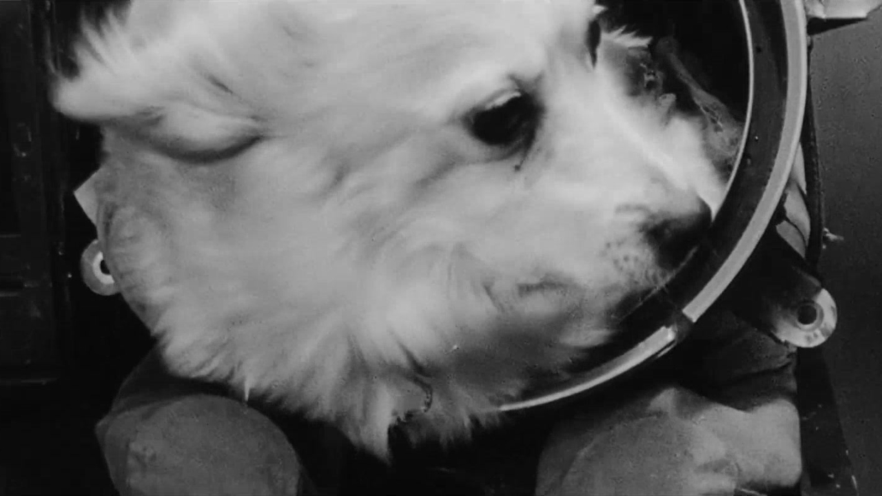 Space Dogs