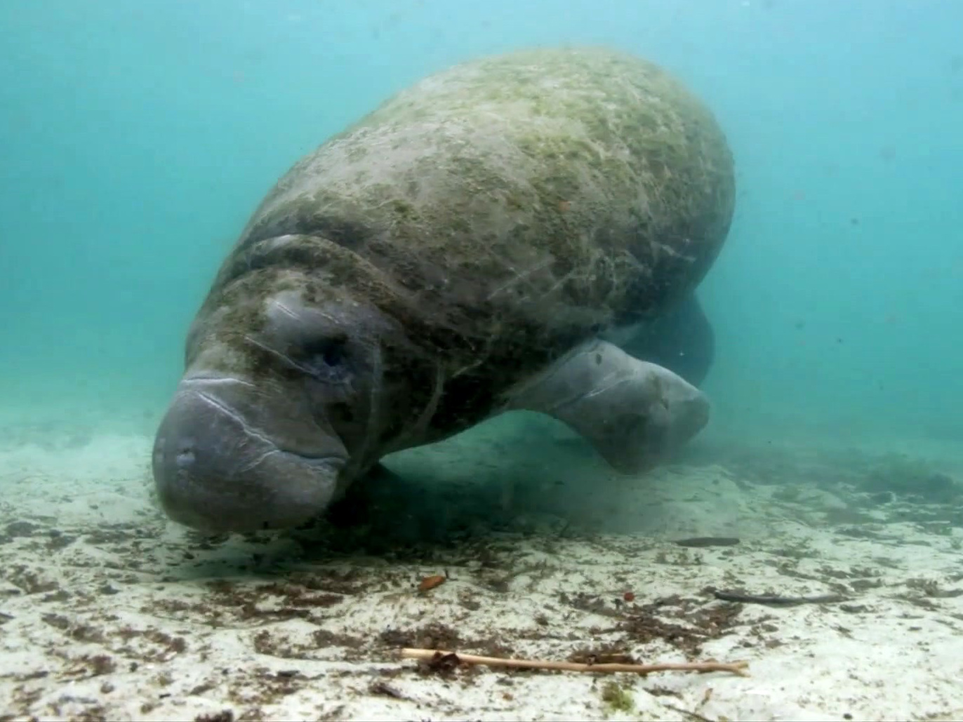 Seven Worlds, One Planet: Saving The Manatee