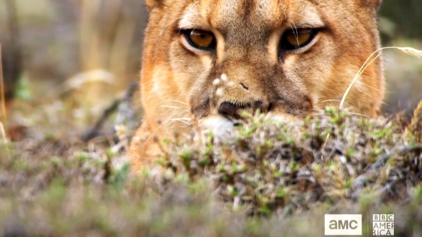 Seven Worlds, One Planet: Puma vs. Guanaco
