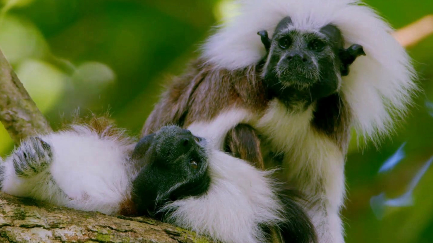 Seven Worlds, One Planet: Saving the Tamarins