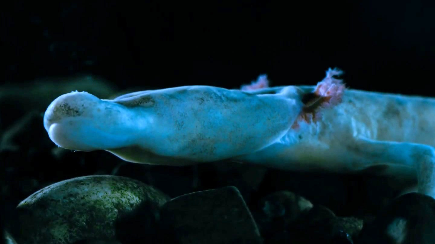 Seven Worlds, One Planet: Real-Life Baby Dragons