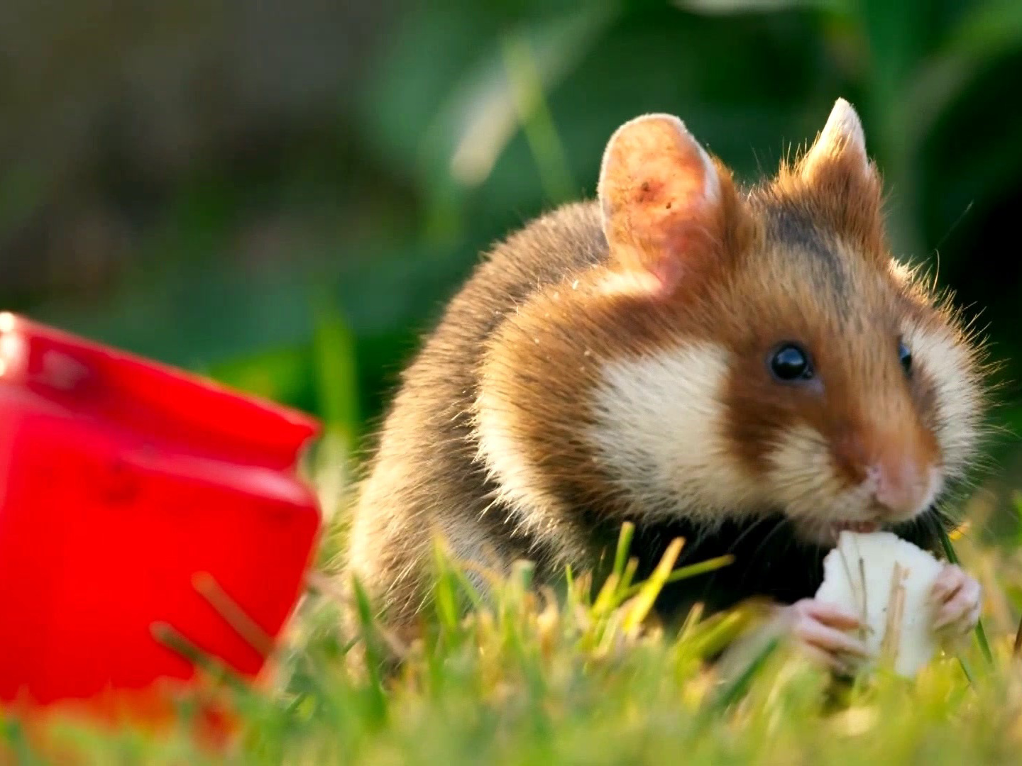 Seven Worlds, One Planet: Hungry, Hungry Hamsters