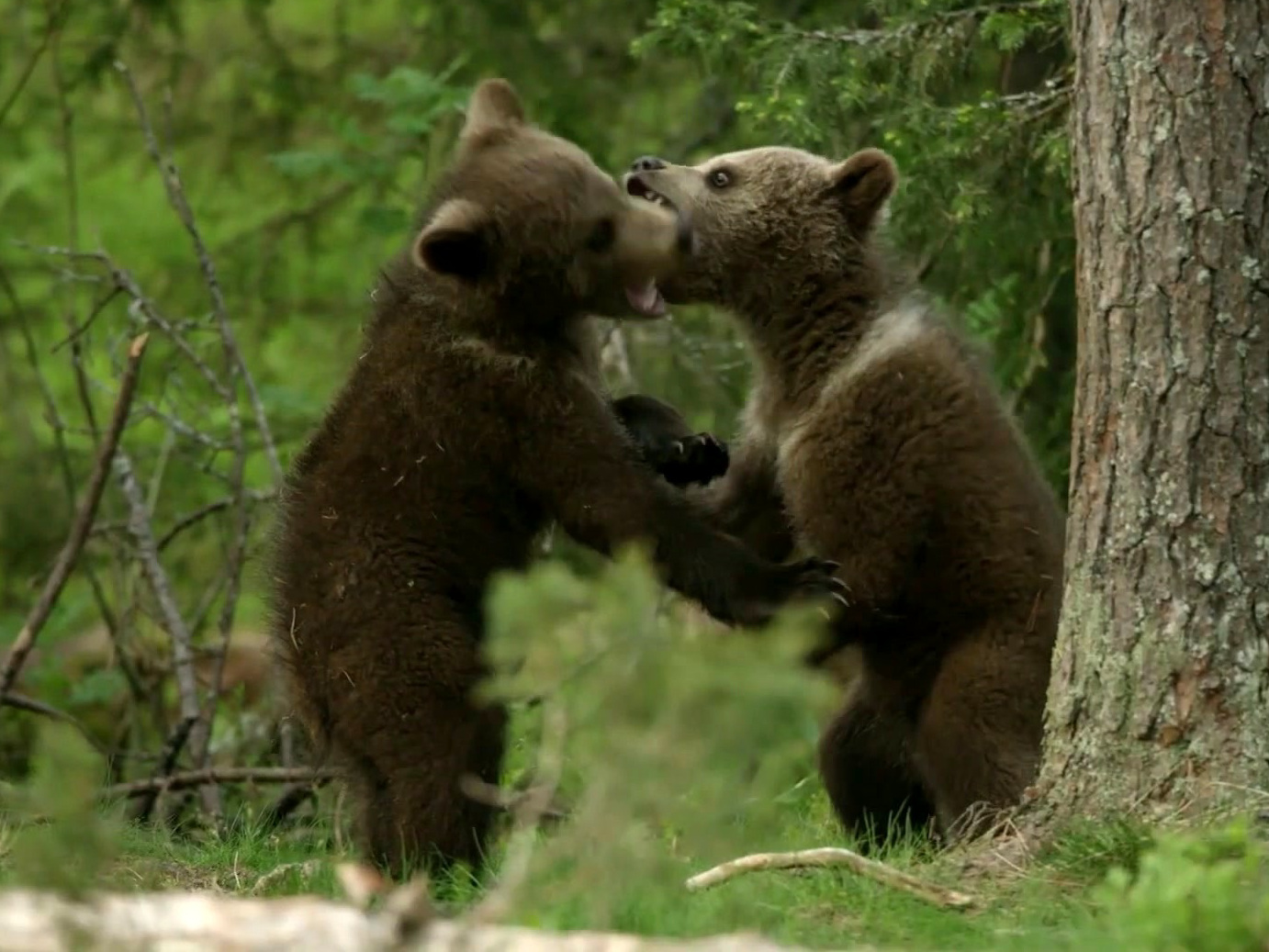 Seven Worlds, One Planet: Cuddly Baby Brown Bears