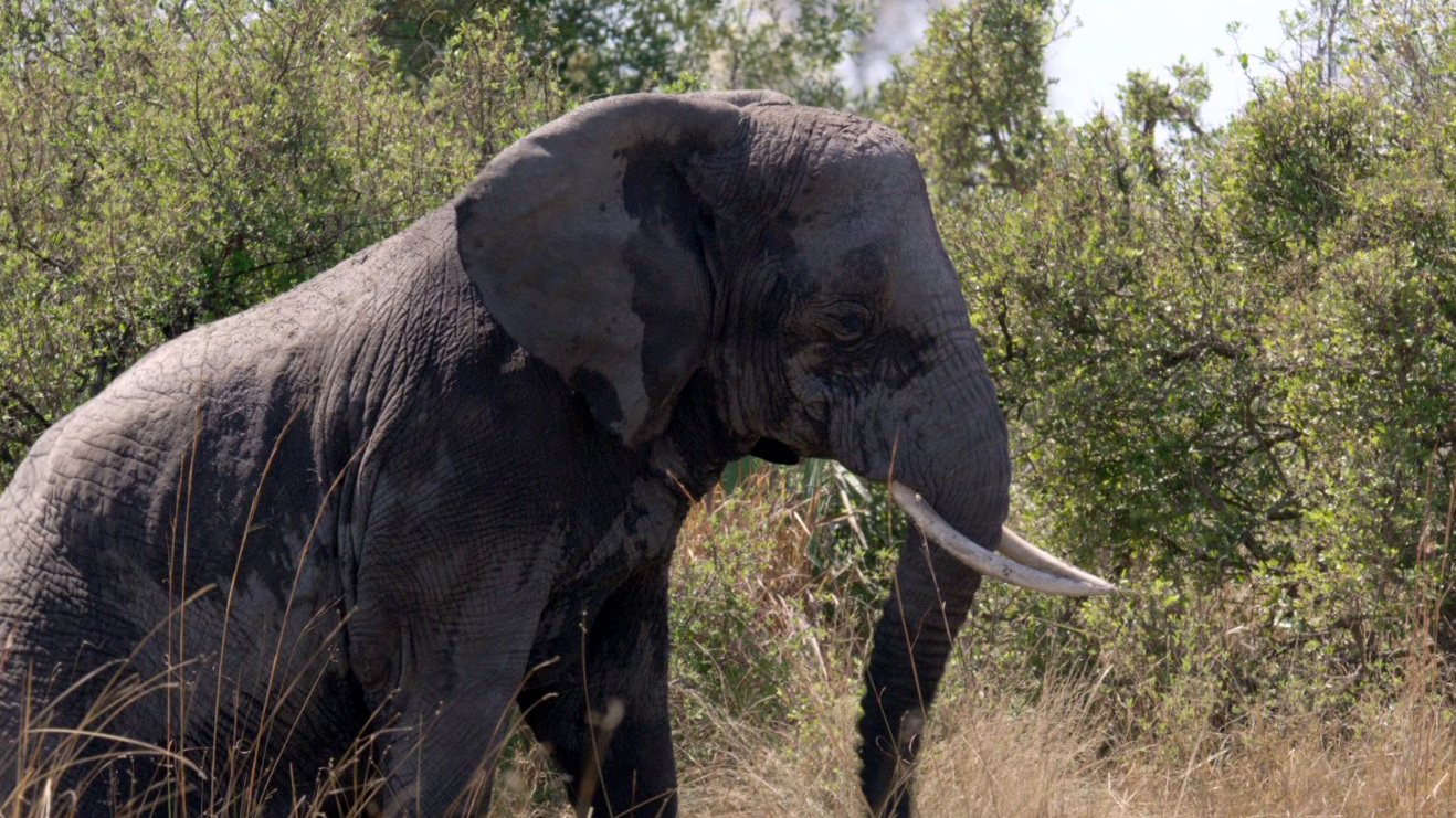 Elephant: Call To Leave