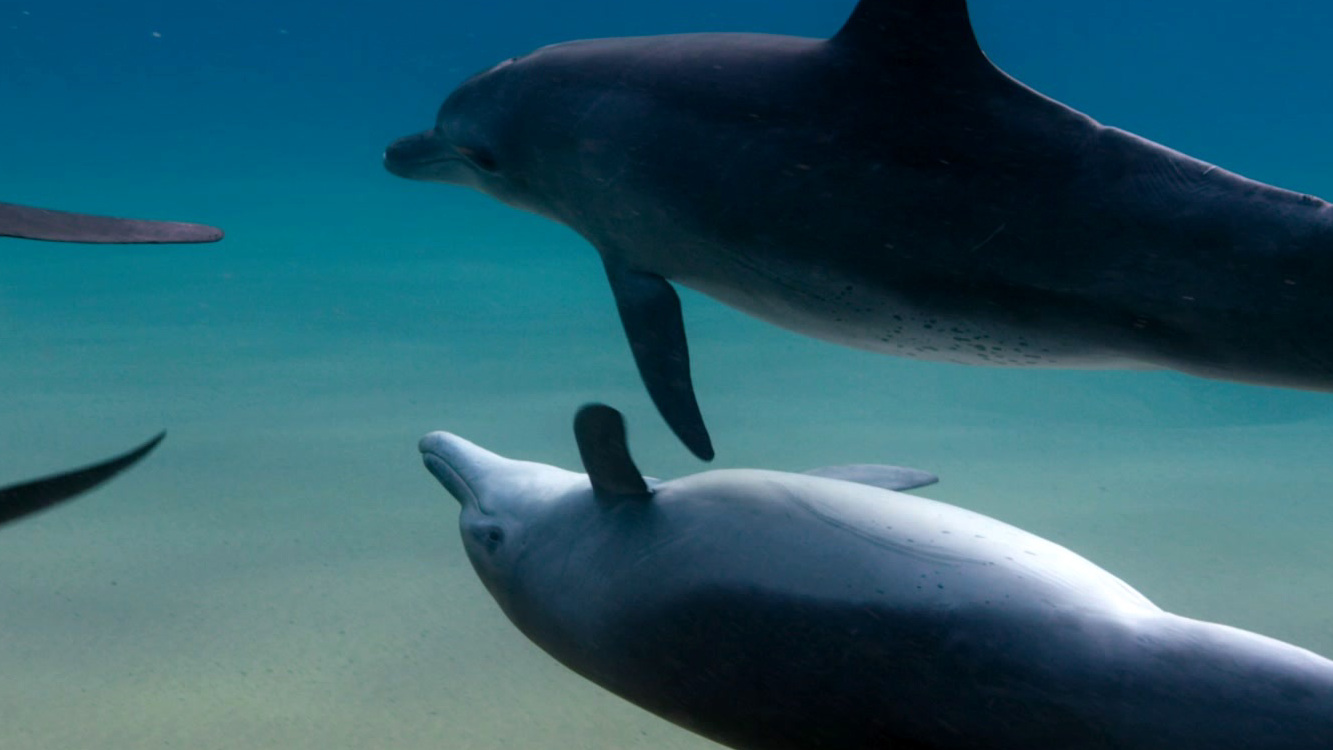 Dolphin Reef: Dolphins Hugging