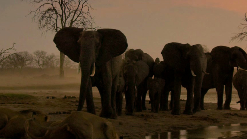 Elephant: Herd Needs To Drink
