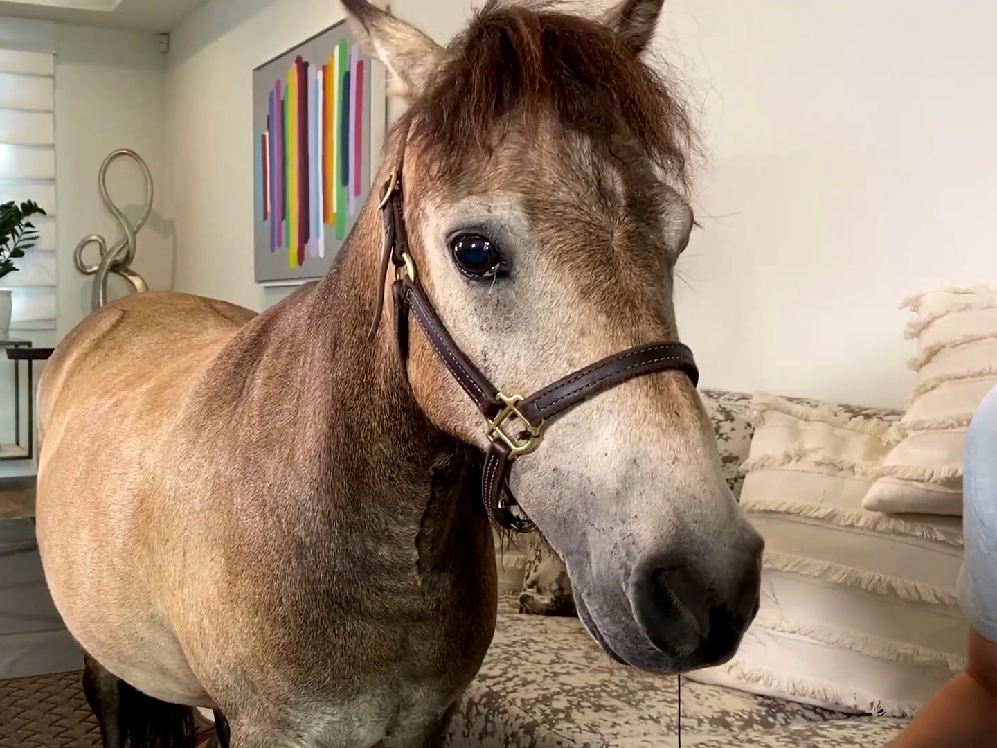 Celebrity Show-Off: A Horse With No Fame