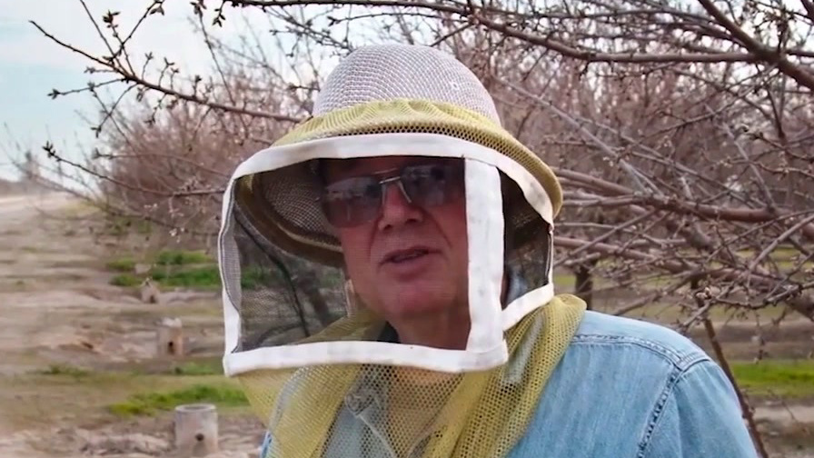 The Pollinators: Sneak Peek