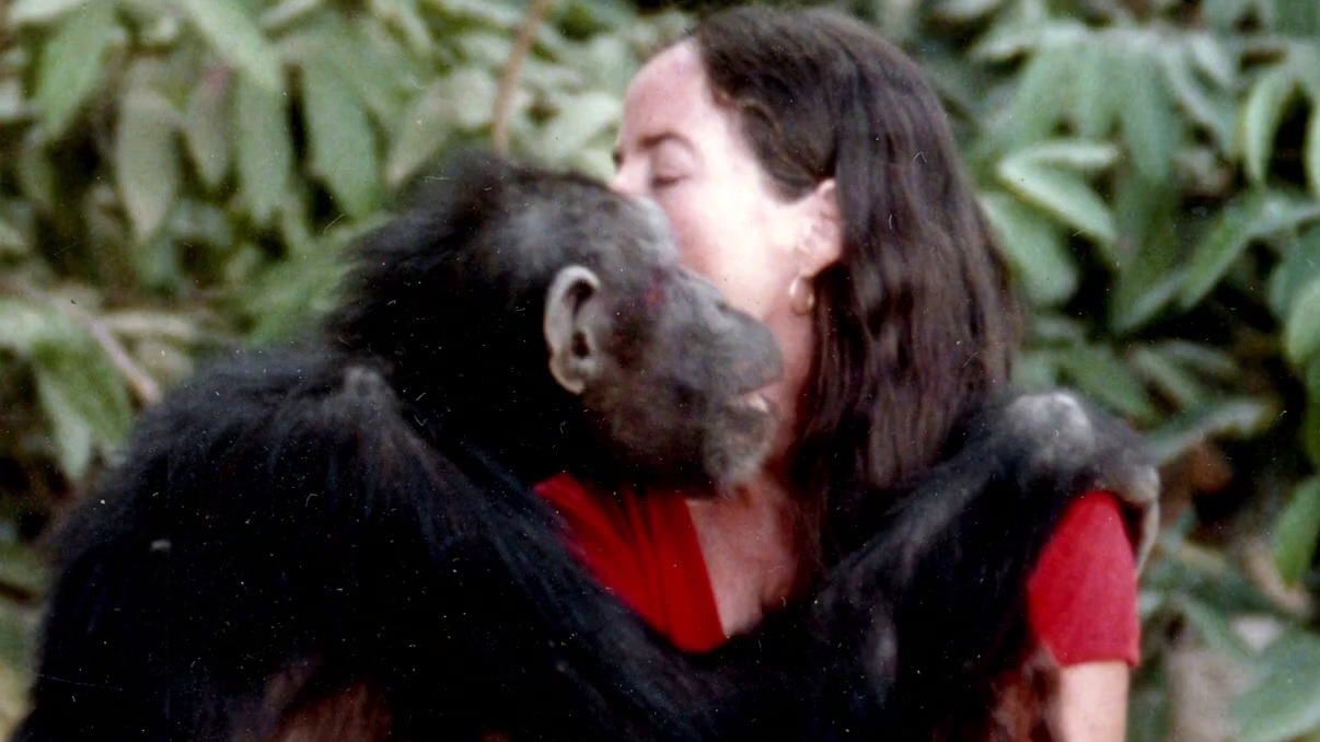 Lucy, The Human Chimp (Trailer 1)