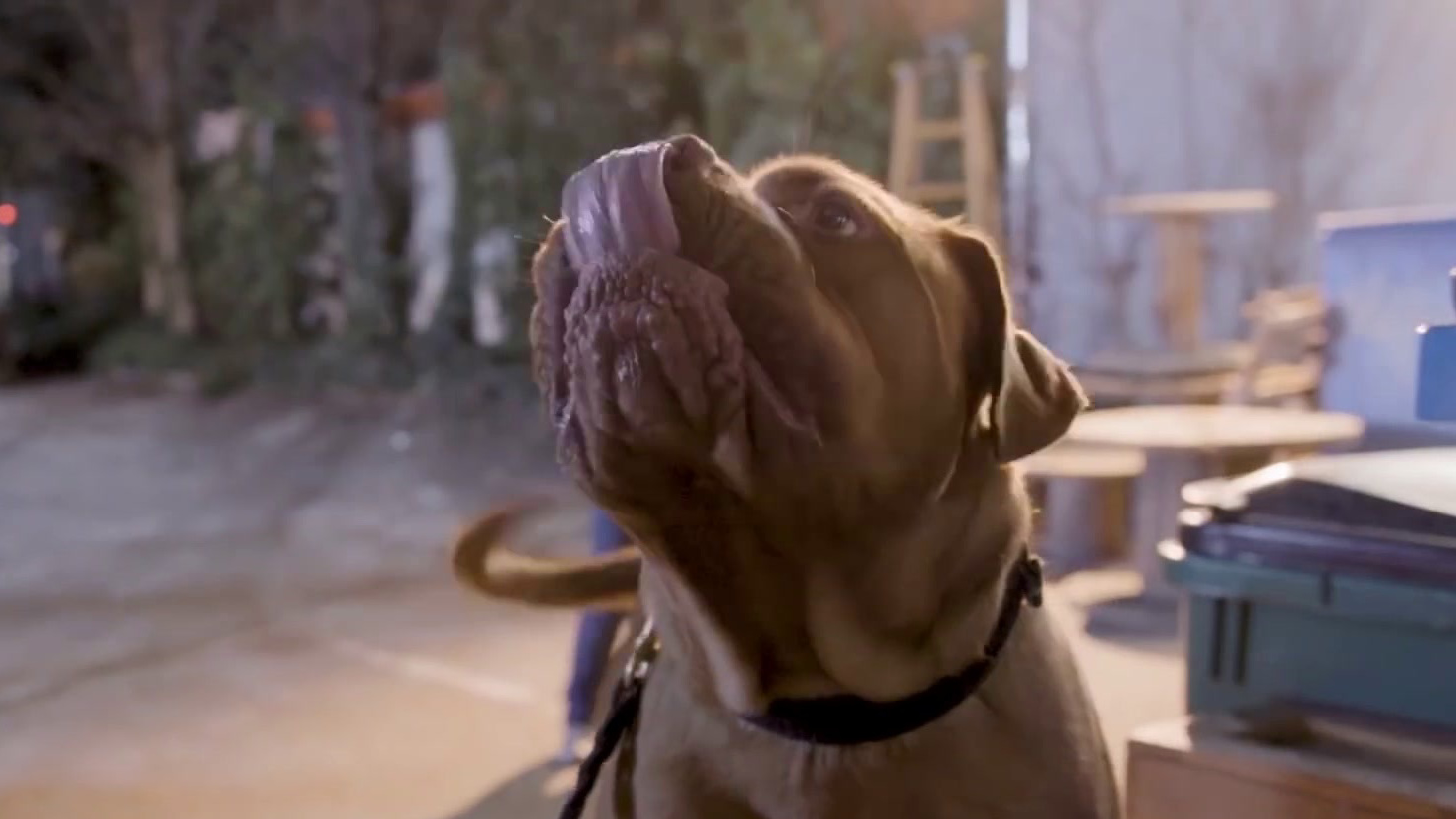 Turner & Hooch: Special Look