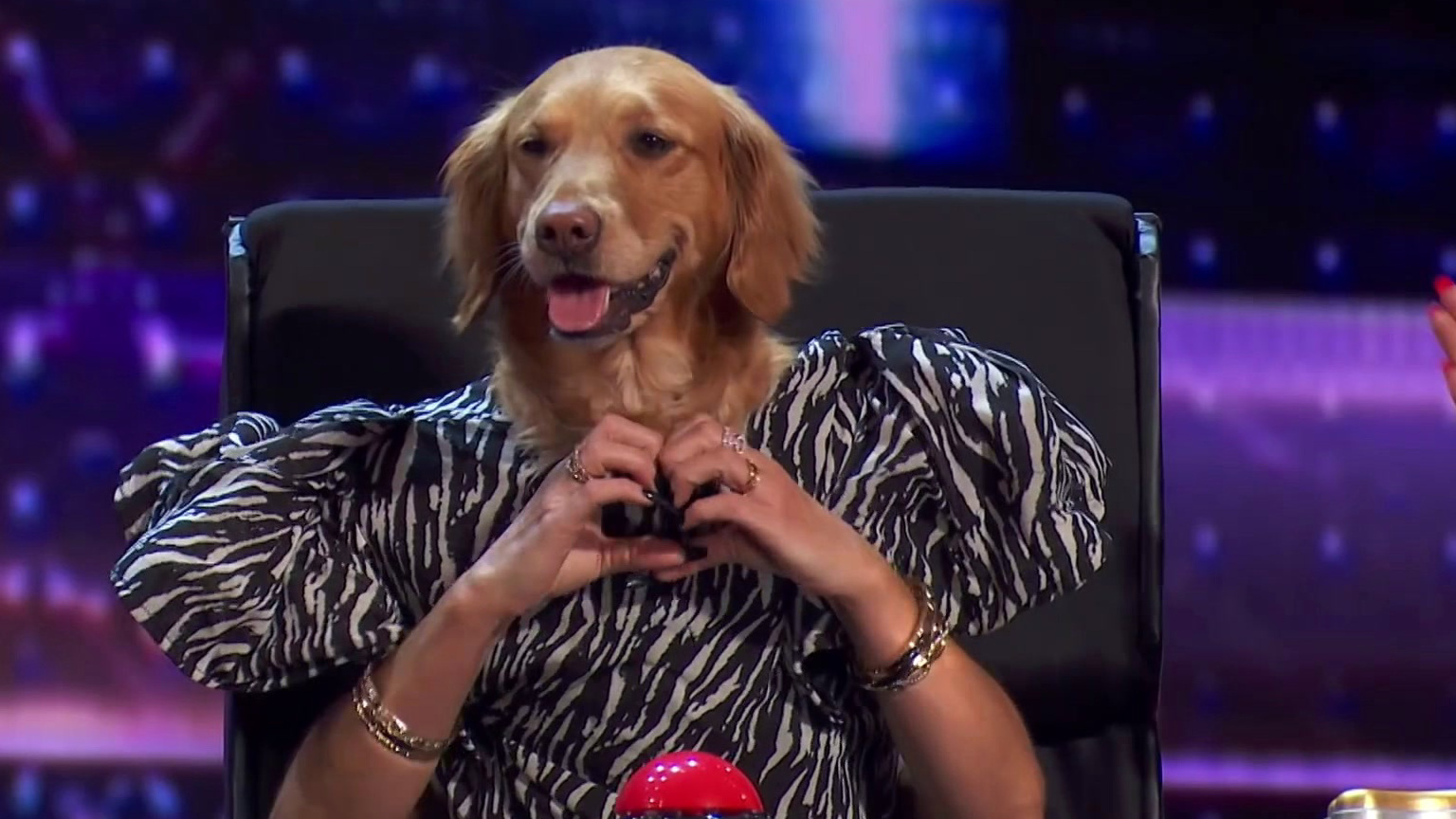 America's Got Talent: Incredible Dogs Hilariously Imitate The Agt Judges