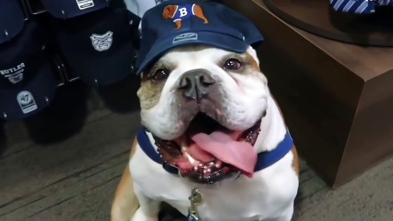 Dogs: Season 2