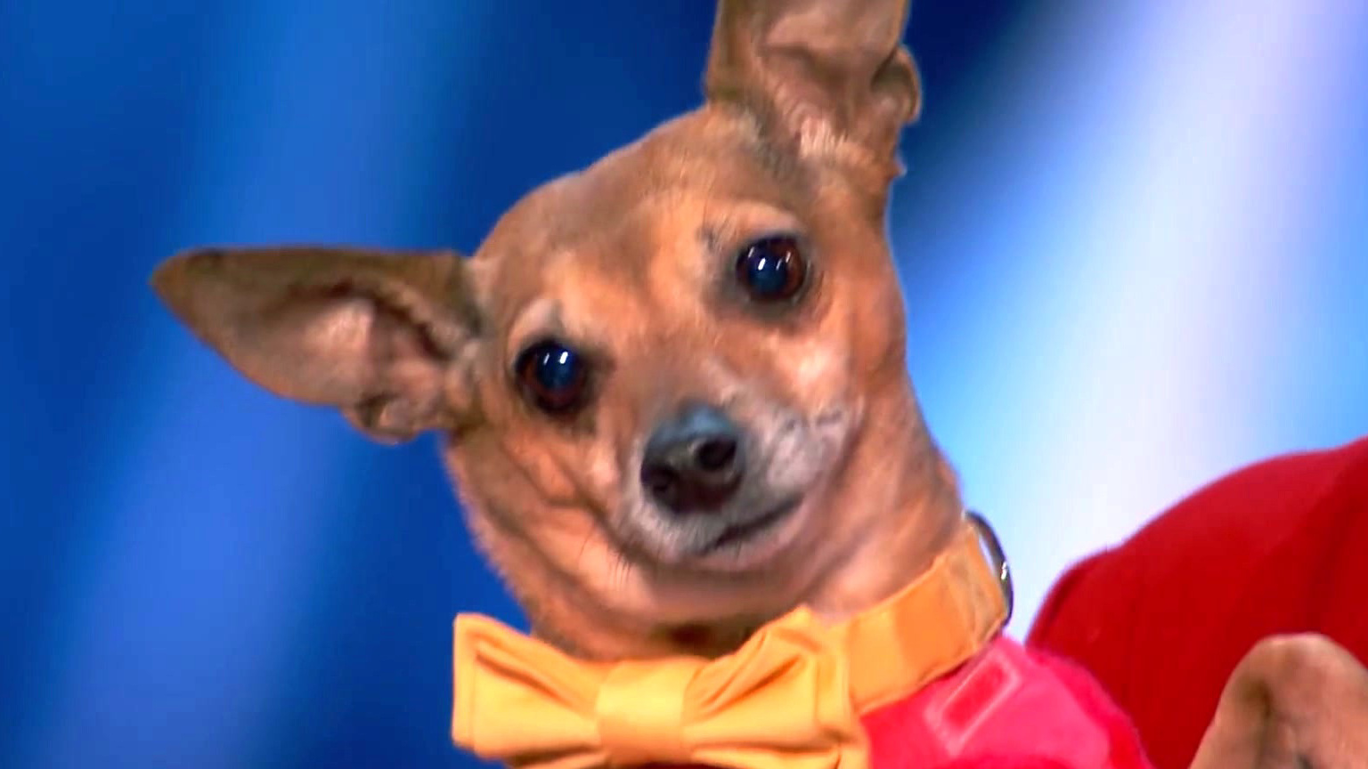America's Got Talent: Pam Performs All By Myself With Her Incredible Singing Dog Casper