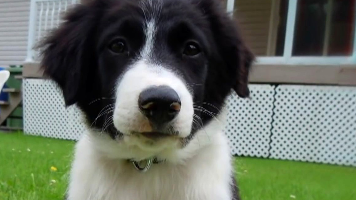 America's Got Talent: Alexandra Cote And Her Talented Dogs Deliver An Amazing Audition