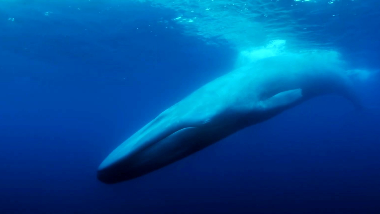 The Loneliest Whale: The Search For 52: Perennial Outsider