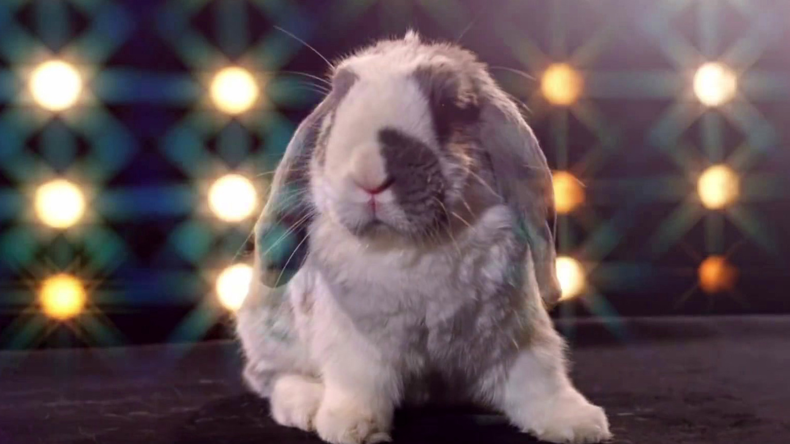 America's Got Talent: Bini The Bunny Performs Epic Stunts On Agt