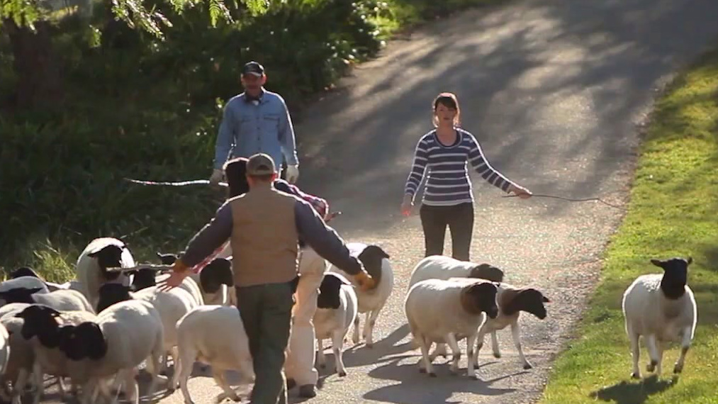The Biggest Little Farm: The Return (Australia Trailer 1)