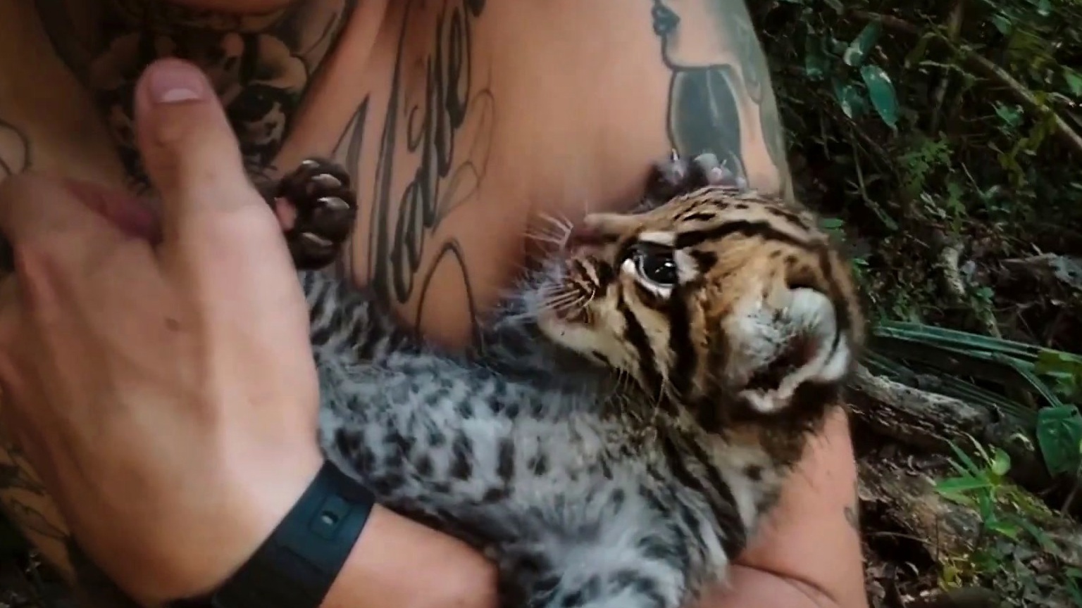 Wildcat