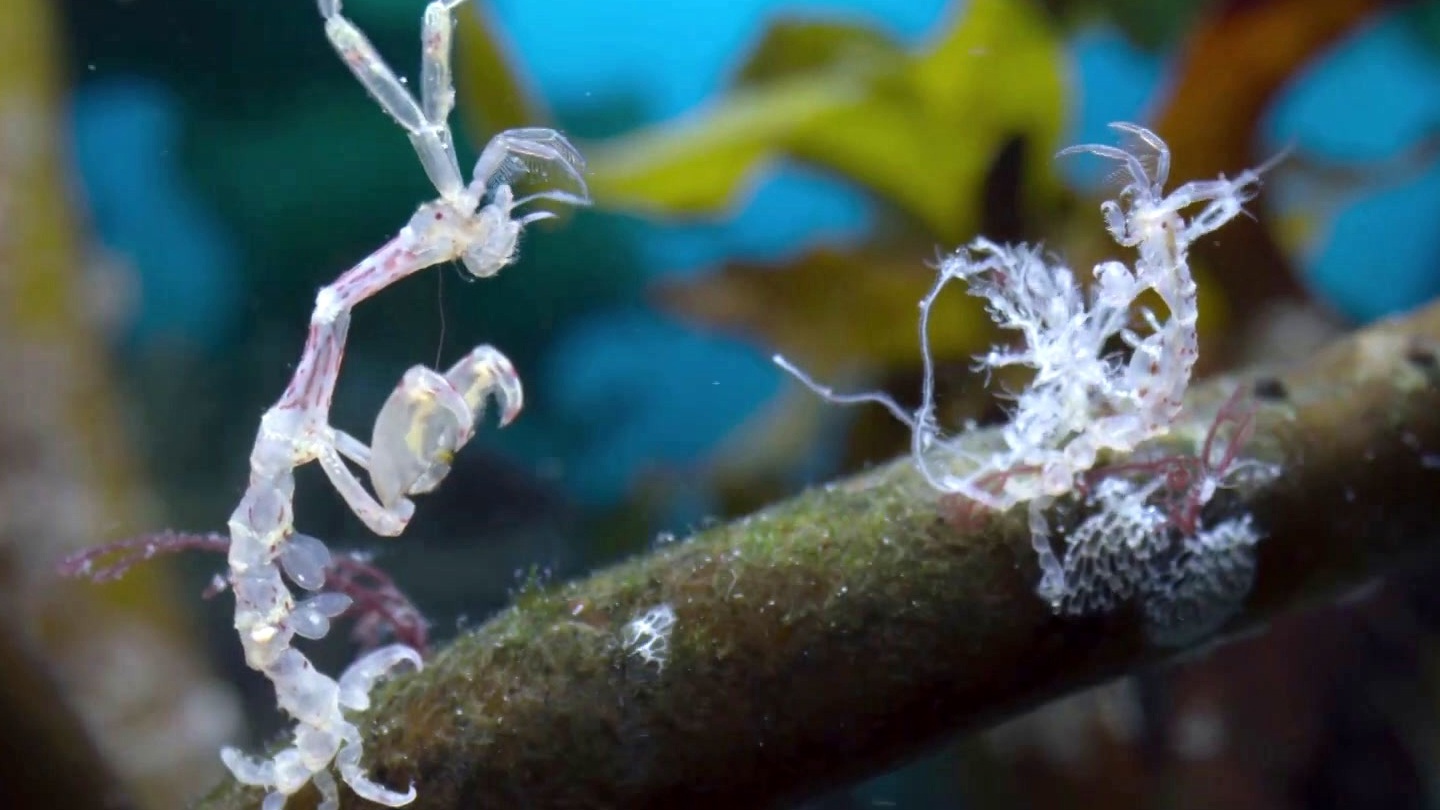 Frozen Planet II: Frozen Ocean