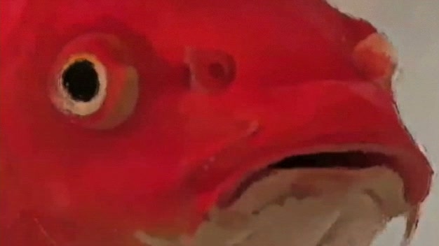 Year Of The Fish