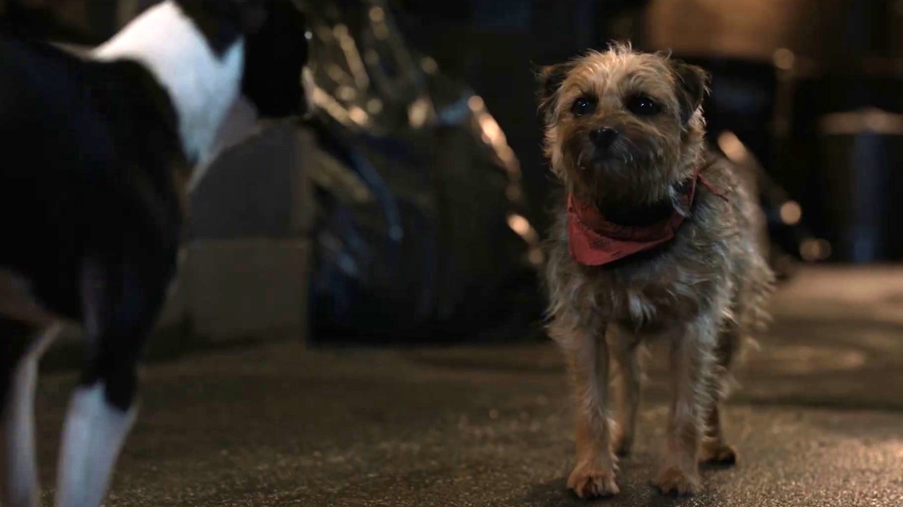 Strays: Meet Reggie (Featurette)