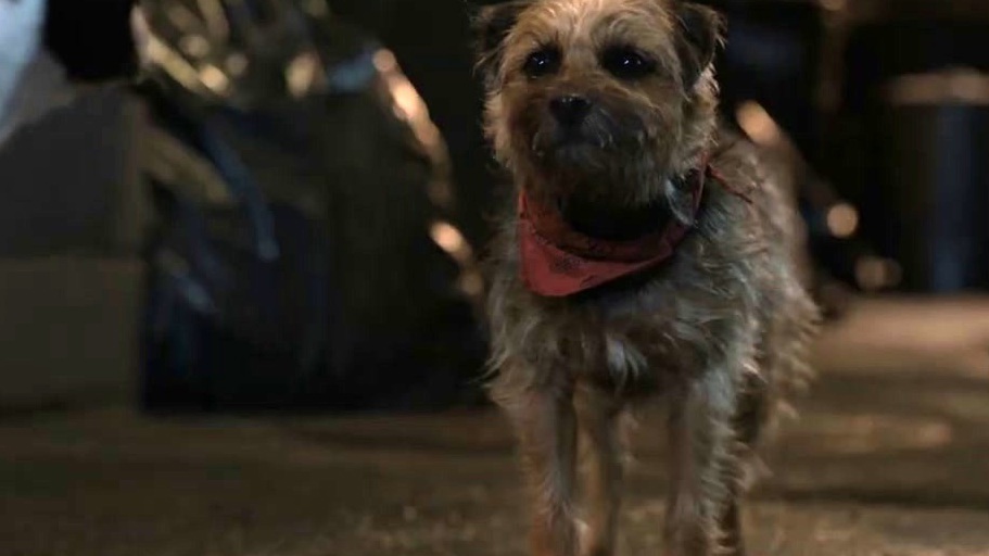 Strays: Meet Reggie (UK Featurette)