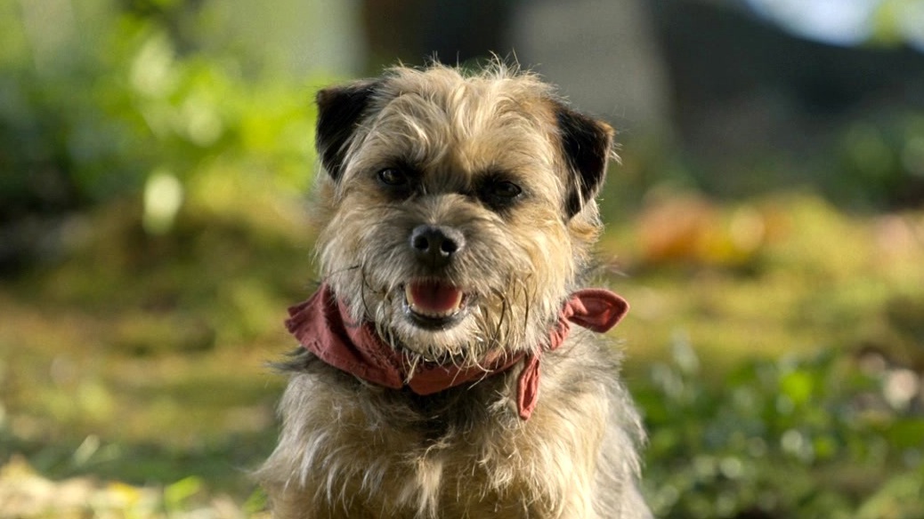 Strays: The Pack Finds Some Magic Mushrooms