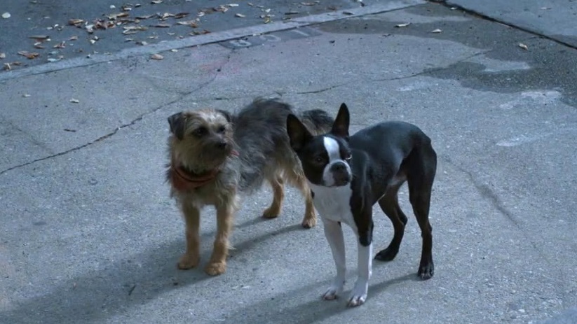 Strays: F Words Eagle (Hispanic Market Spot)