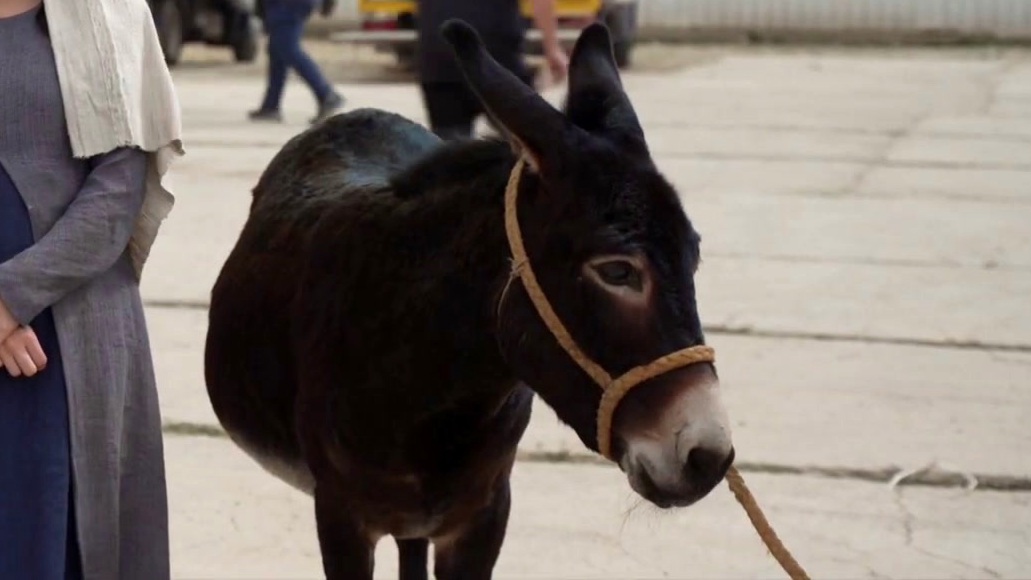 Journey To Bethlehem: Meet Fig (Featurette)