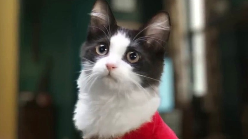 The Marvels: The Meowvels (Spot)