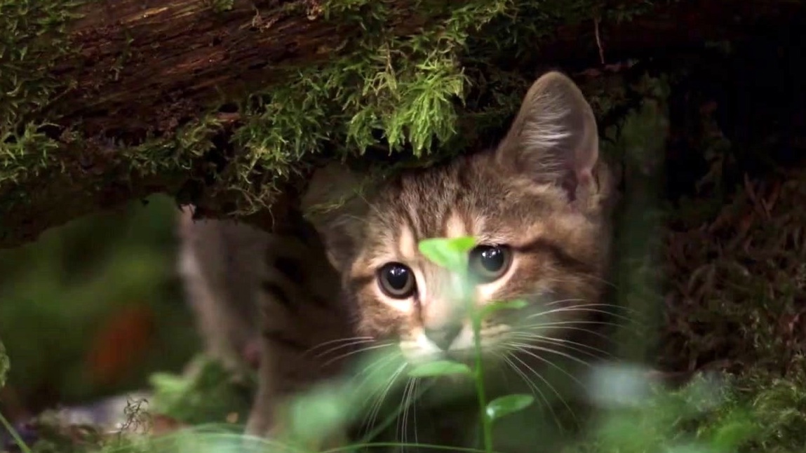 A Cat's Life (US Trailer 1)