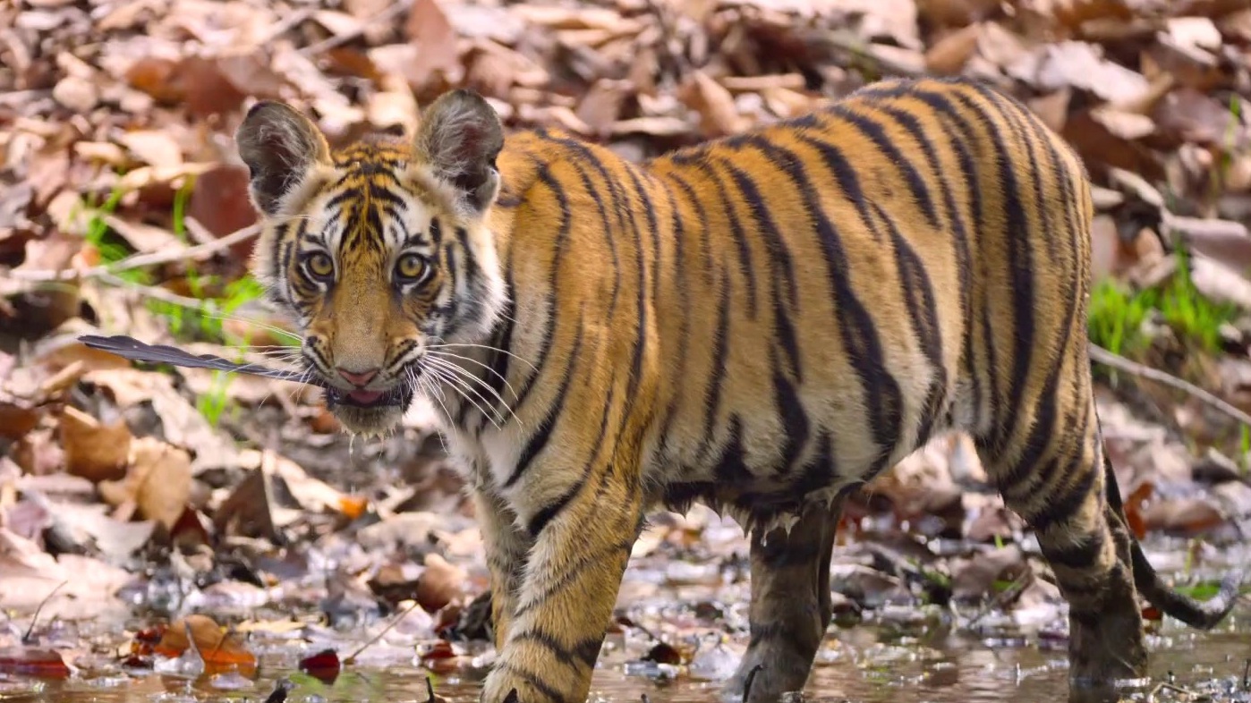 Tiger