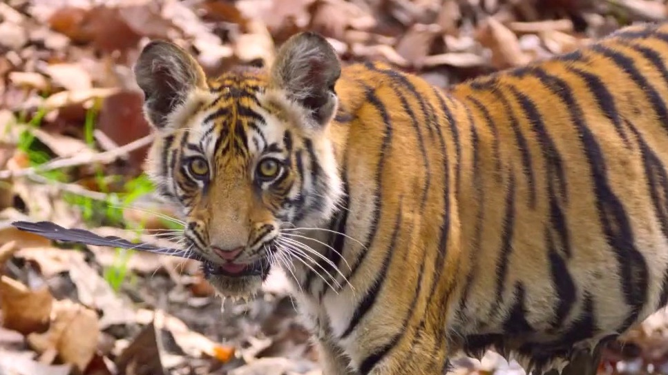 Tiger (Australia Trailer 1)