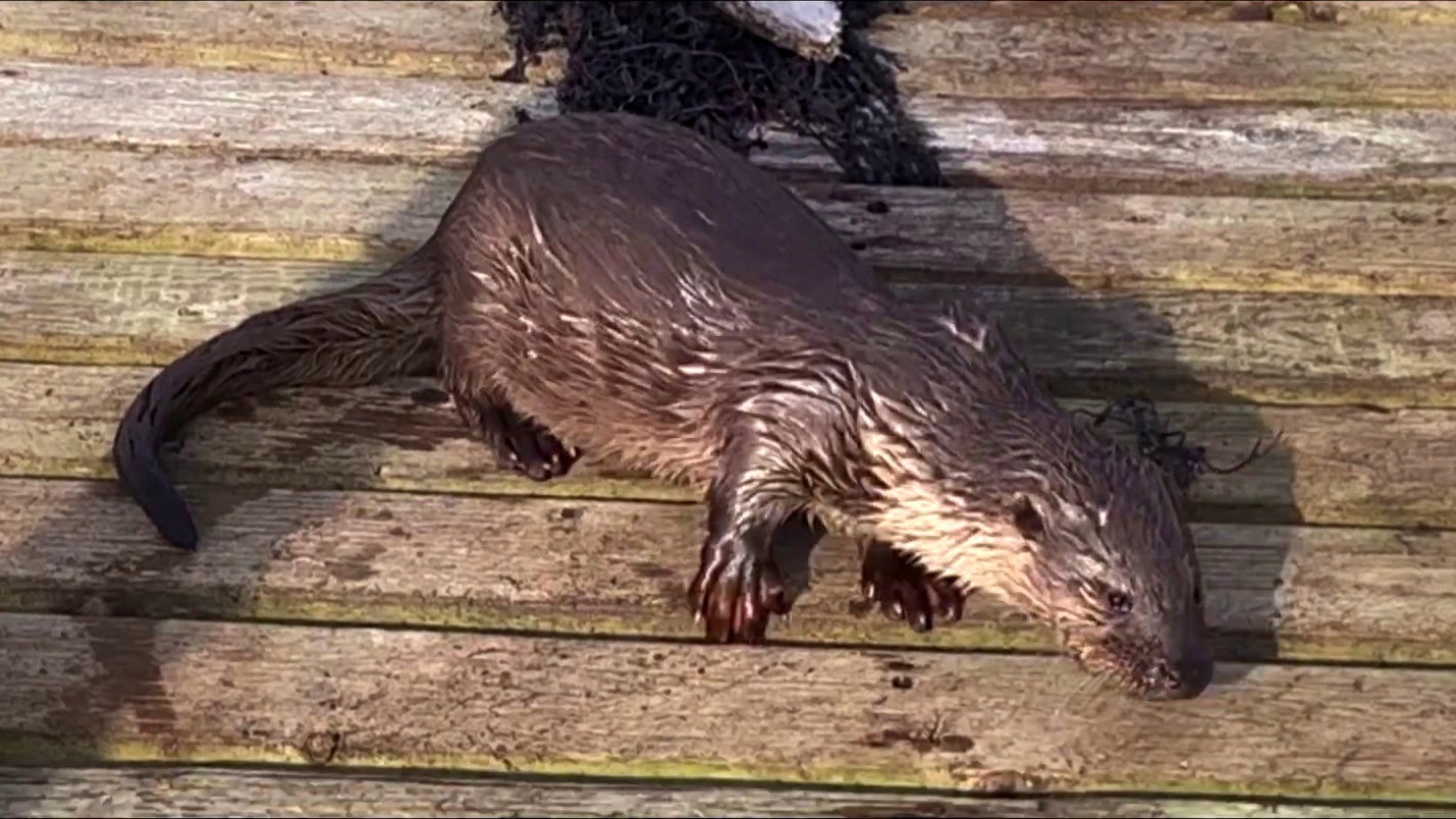 Billy & Molly: An Otter Love Story