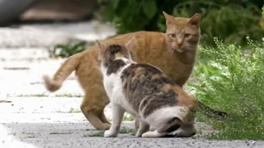 Cat City