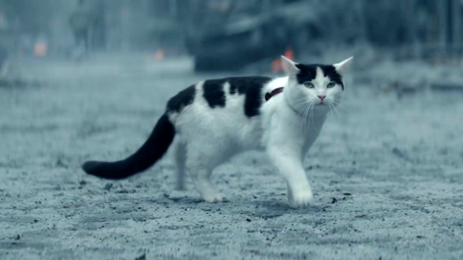 A Quiet Place: Day One: Cat PSA (Spot)