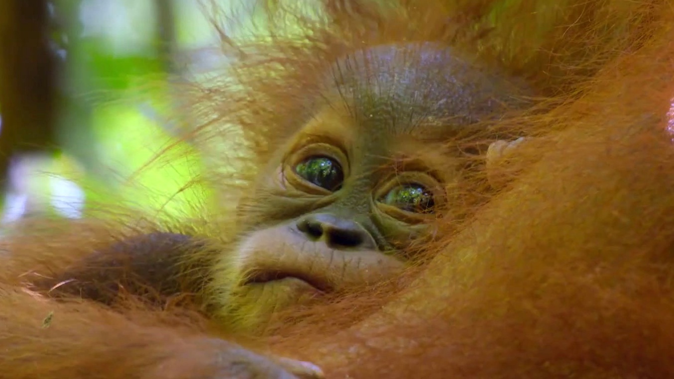 Secret Lives Of Orangutans