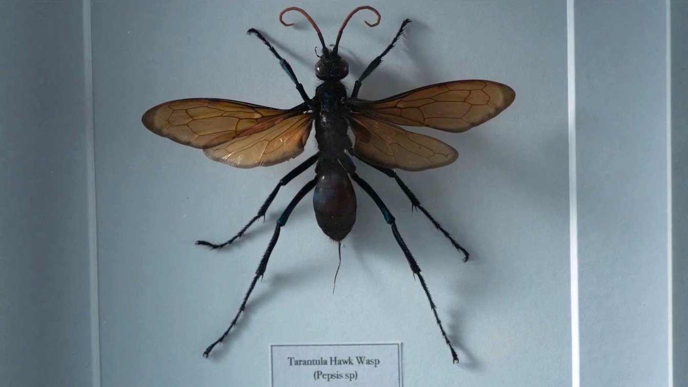 The Wasp (Teaser Trailer)