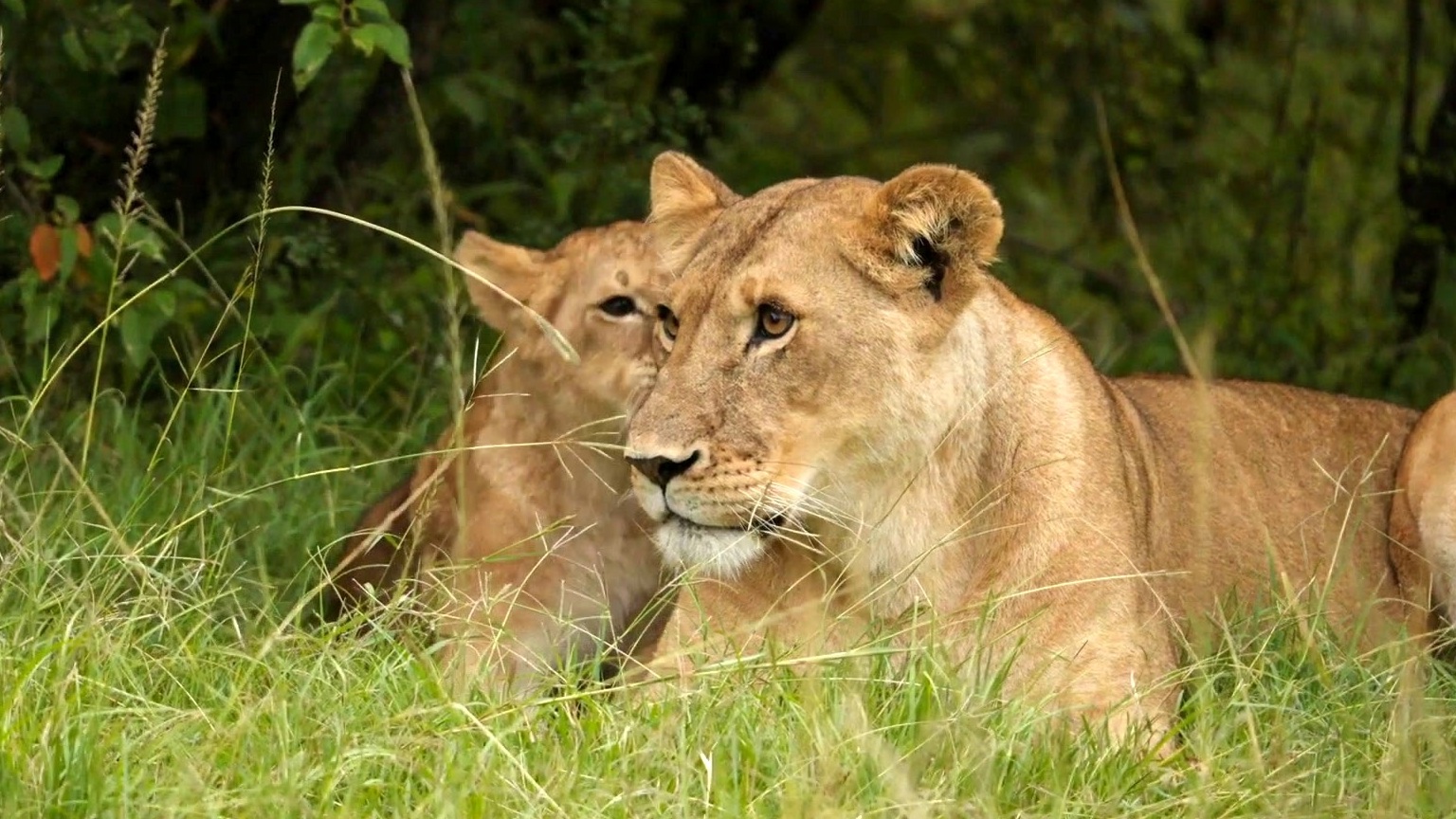 Mufasa: The Lion King: Protect The Pride (UK Featurette)