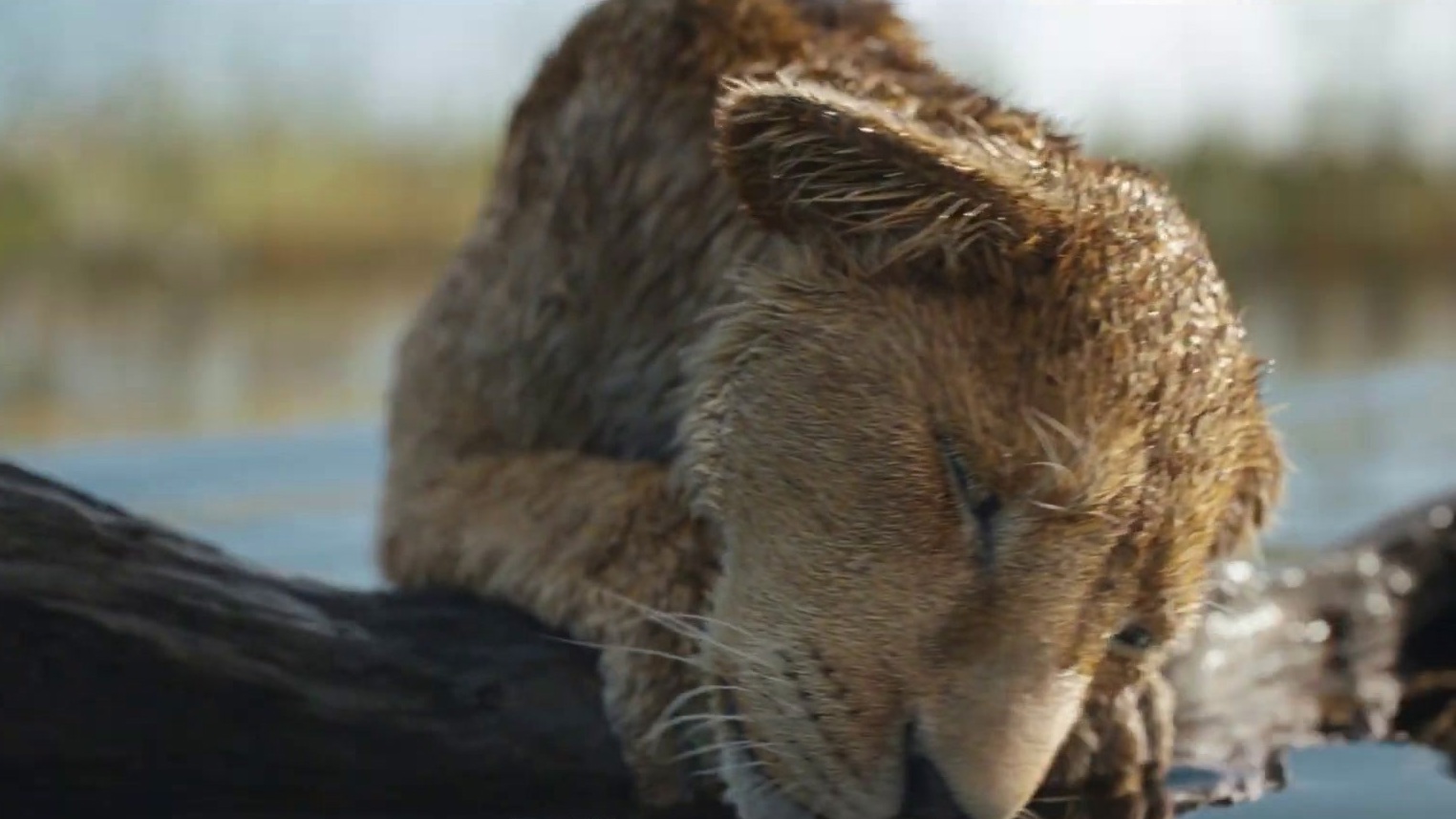 Mufasa: The Lion King King (15 Second Spot 2)