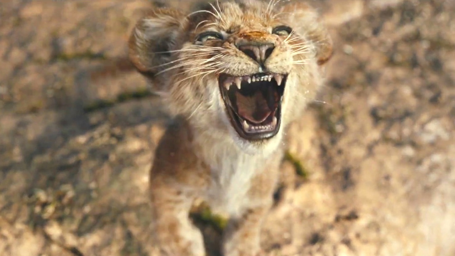 Mufasa: The Lion King: Home (Spot)