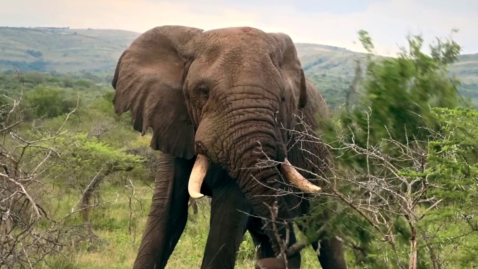 Escape From Extinction: Rewilding