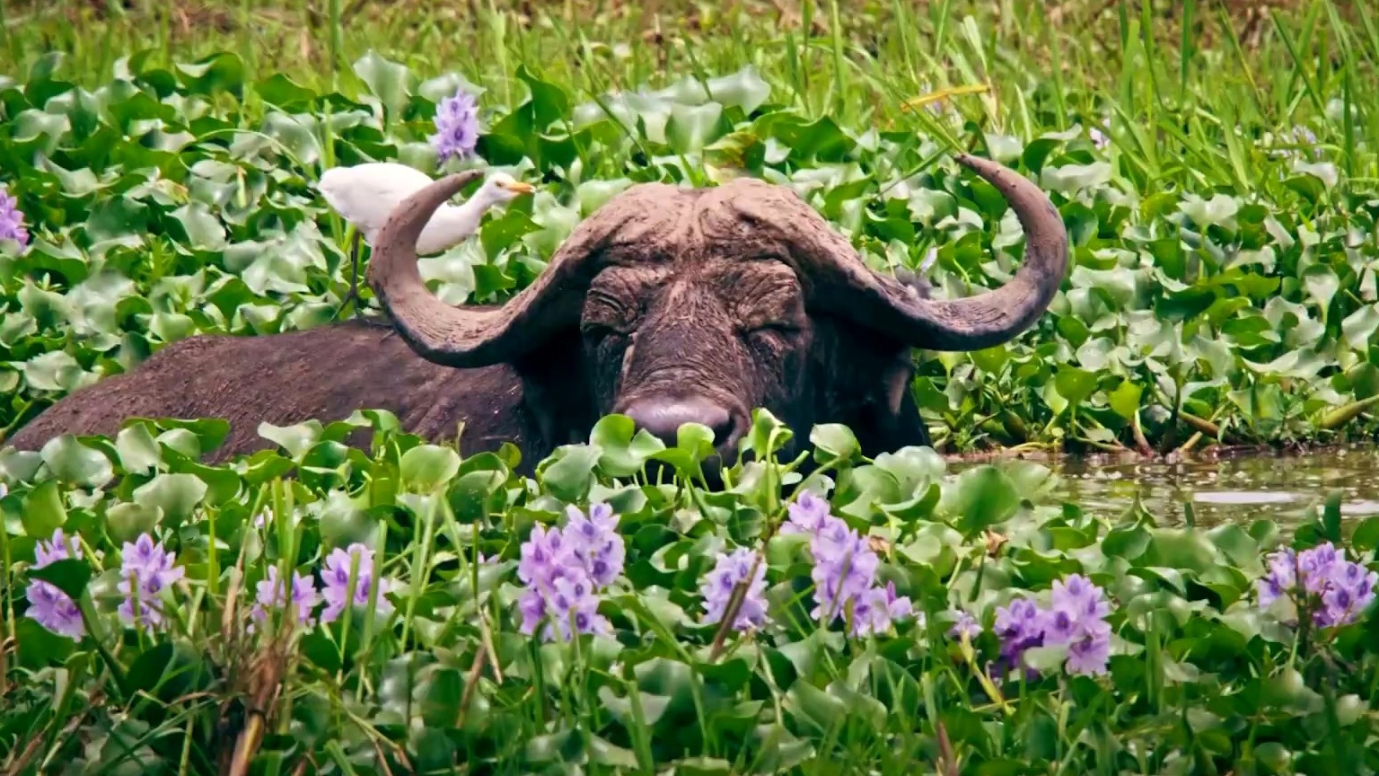 Escape From Extinction: Rewilding (UK Trailer 1)