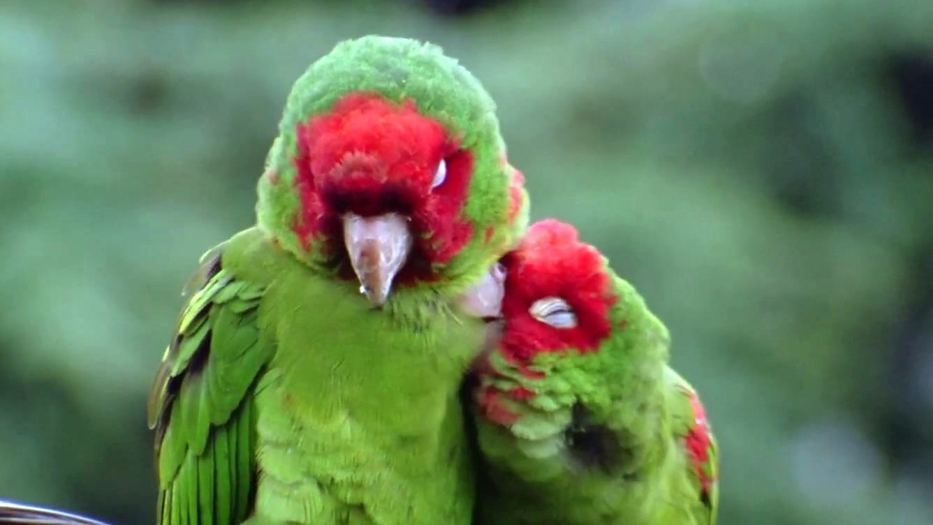 The Wild Parrots Of Telegraph Hill (4K Trailer)