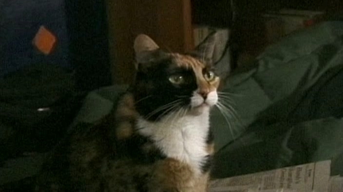 The Cats Of Mirikitani