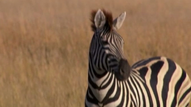 Great Migrations: Filming Tragedy